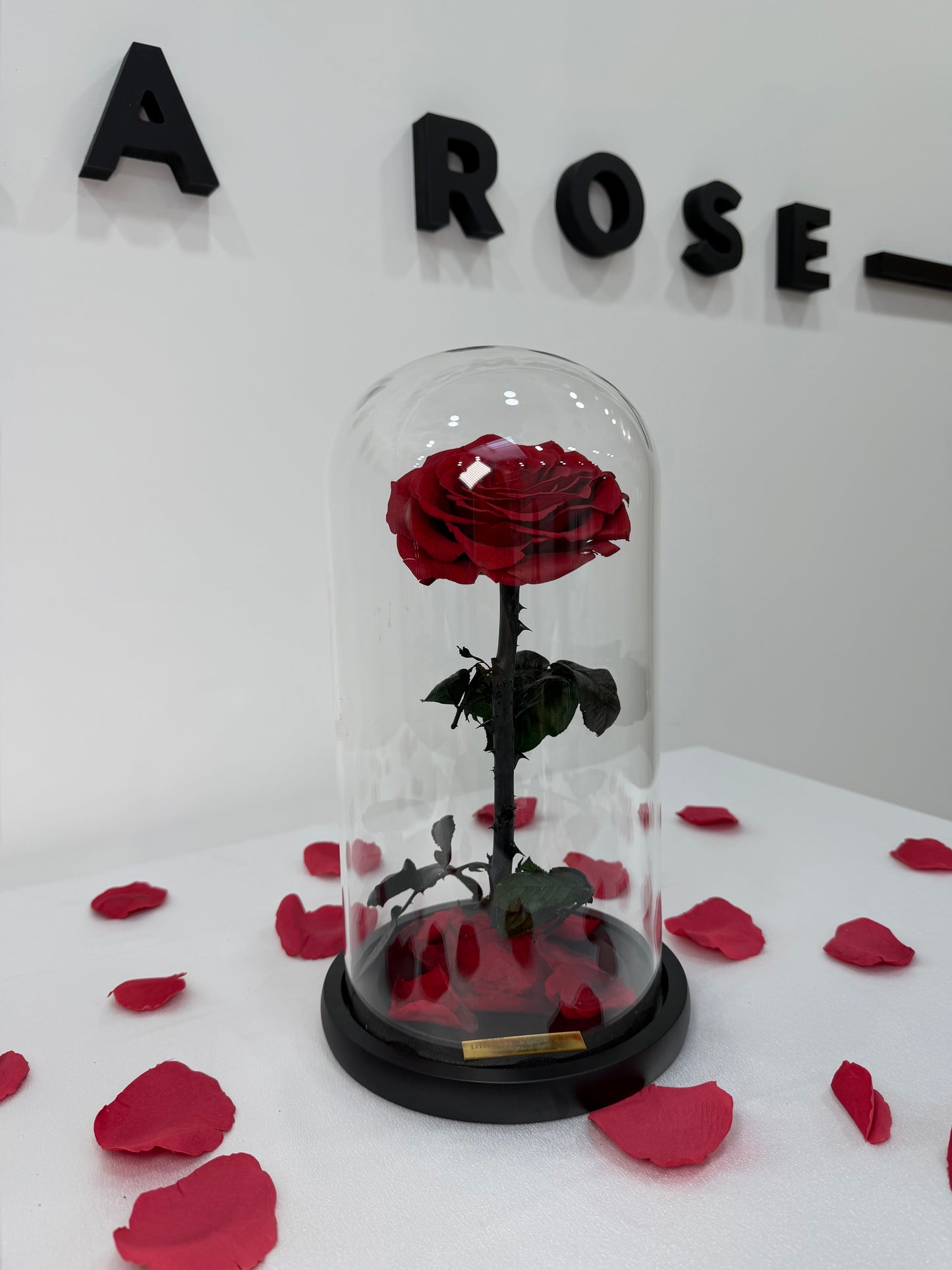 Little Rose under a Glass Dome