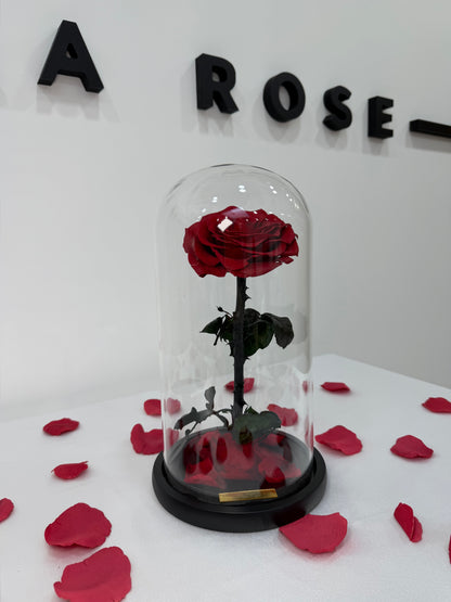 Little Rose under a Glass Dome