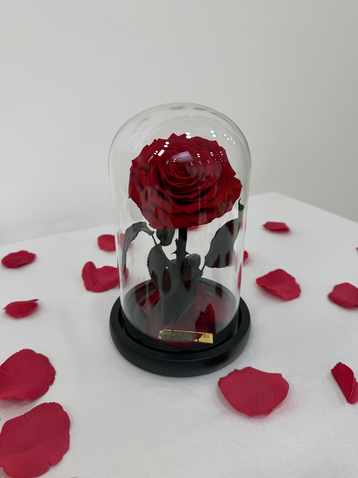 Little Rose under a Glass Dome