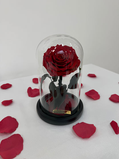 Little Rose under a Glass Dome