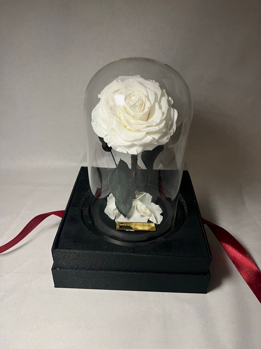 Roses sous cloche blanche