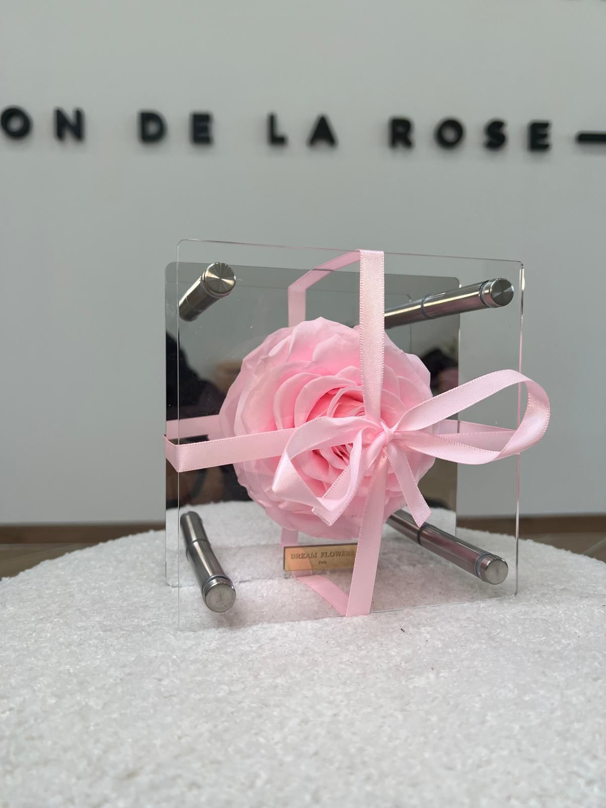 Pink Rose Luxury
